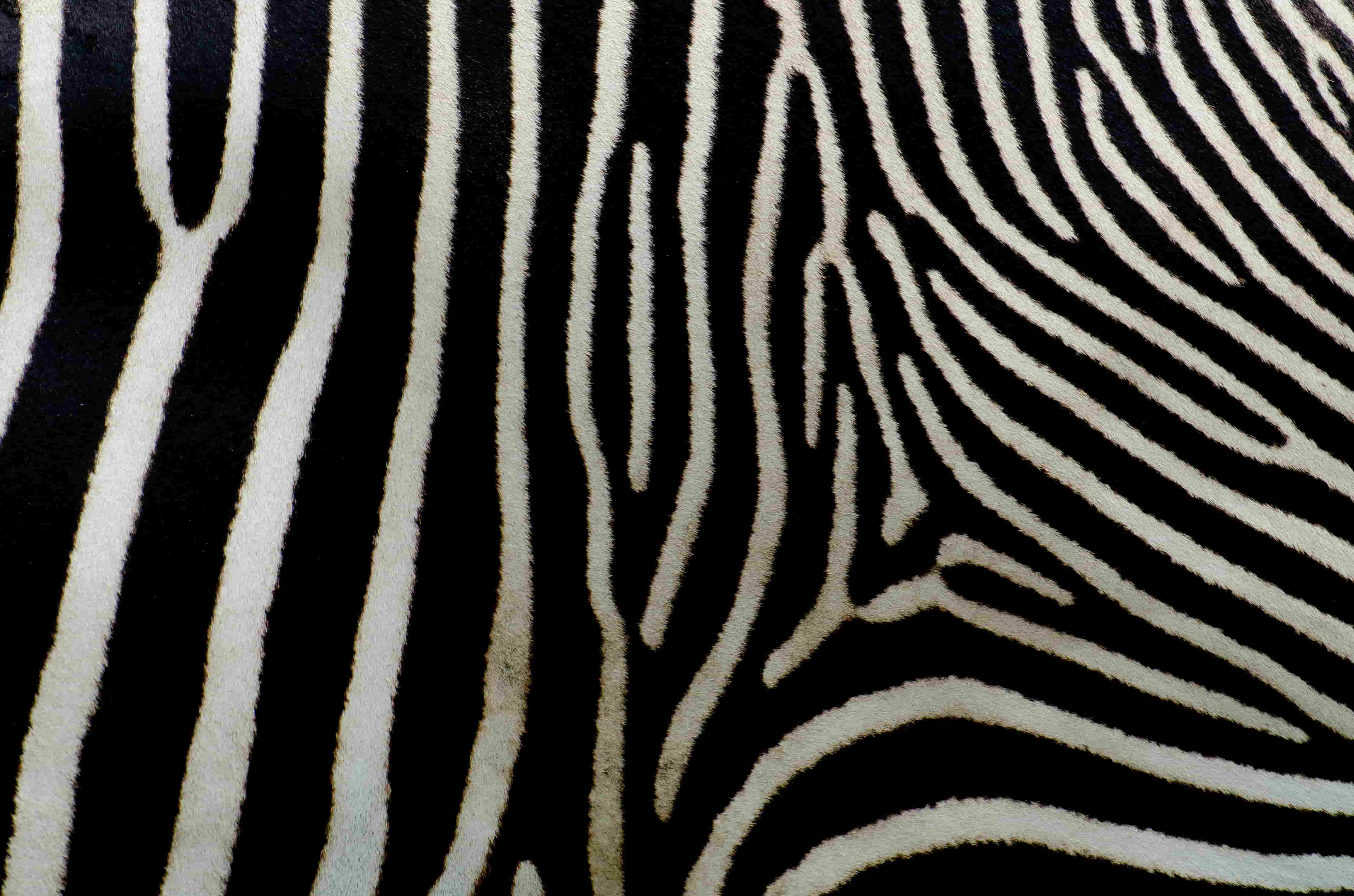 Contact The Zebra's Piano - get in touch for piano lessons